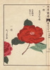 Crimson Camellias  Shusukasane And Karakureoruà Poster Print By ® Florilegius / Mary Evans - Item # VARMEL10938633