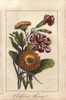 Carnation And Marigold  Dianthus Caryophyllusà Poster Print By ® Florilegius / Mary Evans - Item # VARMEL10938840