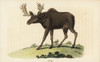 Elk  Cervus Canadensis Poster Print By ® Florilegius / Mary Evans - Item # VARMEL10937811