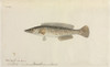 Fish Illustration By Robert Neill Poster Print By Mary Evans / Natural History Museum - Item # VARMEL10716171