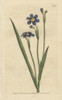 Iris Leaved Sisyrinchium  Sisyrinchium Angustifolium Poster Print By ® Florilegius / Mary Evans - Item # VARMEL10935178
