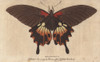 Great Peacock Moth  Saturnia Pyri  A Native Of Africa Poster Print By ® Florilegius / Mary Evans - Item # VARMEL10941062