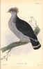 Topknot Pigeon  Lopholaimus Antarcticus Poster Print By ® Florilegius / Mary Evans - Item # VARMEL10938853