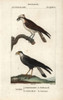 Osprey  Pandion Haliaetus  And Southern Crestedà Poster Print By ® Florilegius / Mary Evans - Item # VARMEL10938950