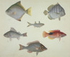 Ls Plate 117 From The John Reeves Collection Poster Print By Mary Evans / Natural History Museum - Item # VARMEL10707393