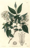 Rough-Leaved Deutzia  Deutzia Scabra Poster Print By ® Florilegius / Mary Evans - Item # VARMEL10935248