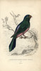 Blue Backed Parrot  Tanygnathus Sumatranus Poster Print By ® Florilegius / Mary Evans - Item # VARMEL10939102