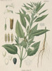 Sesamum Indicum  Sesame Plant Poster Print By Mary Evans / Natural History Museum - Item # VARMEL10708479