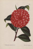Scarlet Hybrid Camellia  Caprioli  Thea Japonica Poster Print By ® Florilegius / Mary Evans - Item # VARMEL10938663