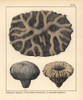 Fossils Of Extinct Spongites And Cnemidium Species Poster Print By ® Florilegius / Mary Evans - Item # VARMEL10941120