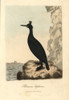 European Shag  Phalacrocorax Aristotelis Poster Print By ® Florilegius / Mary Evans - Item # VARMEL10937436