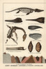 Fossil Skeleton  Tooth  Skull And Excrement Poster Print By ® Florilegius / Mary Evans - Item # VARMEL10941178