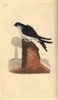 House Martin  Delichon Urbicum  Perched On Top Of A Chimney Poster Print By ® Florilegius / Mary Evans - Item # VARMEL10936292