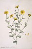 Anacyclus Valentina  Anacyclus Poster Print By Mary Evans / Natural History Museum - Item # VARMEL10713023