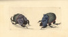 Rhinoceros Beetle And Cyanean Scarab Poster Print By ® Florilegius / Mary Evans - Item # VARMEL10940442