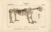 Fossil Skeleton Of A Great Beast  Megatheriumà Poster Print By ® Florilegius / Mary Evans - Item # VARMEL10939031
