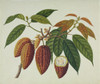 Theobroma Cacao  Cocoa Plant Poster Print By Mary Evans / Natural History Museum - Item # VARMEL10716379