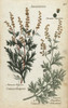 Mugwort  Artemisia Vulgaris  And Wormwoodà Poster Print By ® Florilegius / Mary Evans - Item # VARMEL10935931