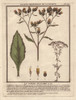 Fleabane  Conyza Vulgaris Poster Print By ® Florilegius / Mary Evans - Item # VARMEL10935848