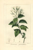 Stiff Jasmine  Jasminum Simplicifolium Subsp Australiense Poster Print By ® Florilegius / Mary Evans - Item # VARMEL10934627