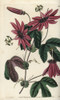 Crimson Passionflower  Passiflora Kermesina Poster Print By ® Florilegius / Mary Evans - Item # VARMEL10940123