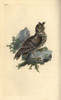 Smaller Pencilled Or Siberian Eared Owl  Strix Pulchella Poster Print By ® Florilegius / Mary Evans - Item # VARMEL10936282