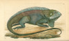 Common Or Green Iguana  Iguana Iguana Poster Print By ® Florilegius / Mary Evans - Item # VARMEL10940351