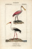 Roseate Spoonbill  Platalea Ajaja  And Yellow-Billedà Poster Print By ® Florilegius / Mary Evans - Item # VARMEL10938975