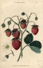 Ripe Fruit And Flower Of The Roseberry Strawberryà Poster Print By ® Florilegius / Mary Evans - Item # VARMEL10939396