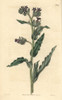 Waved-Leaved Bugloss  Anchusa Undulata Poster Print By ® Florilegius / Mary Evans - Item # VARMEL10935992