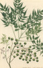Neem Tree Poster Print By Mary Evans / Natural History Museum - Item # VARMEL10707094