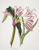 Crinum Sp.  Lily Poster Print By Mary Evans / Natural History Museum - Item # VARMEL10710500