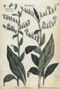 Jersey Vipers Bugloss And Pale Viper'S Bugloss Poster Print By ® Florilegius / Mary Evans - Item # VARMEL10935941