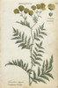 Common Tansy  Tanacetum Vulgare Poster Print By ® Florilegius / Mary Evans - Item # VARMEL10935919