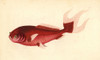 Goldfish Variety  Carassius Auratus - Item # VARMEL10940387