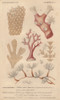 Different Types Of Corals And Seaweeds Poster Print By ® Florilegius / Mary Evans - Item # VARMEL10940957