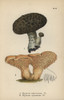 Imbricated Steccherino  Hydnum Imbricatum 1À Poster Print By ® Florilegius / Mary Evans - Item # VARMEL10935598