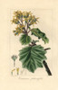 Velvet Groundsel  Roldana Petasitis Poster Print By ® Florilegius / Mary Evans - Item # VARMEL10934668