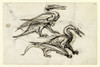 Pen & Ink Sketch Of Pterodactyl Poster Print By Mary Evans / Natural History Museum - Item # VARMEL10987732