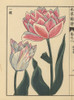 Tulip  Tulipa Gesneria L Flore Pleno Poster Print By ® Florilegius / Mary Evans - Item # VARMEL10938611