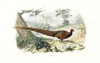 Pheasant  Phasianus Colchicus Poster Print By ® Florilegius / Mary Evans - Item # VARMEL10935746