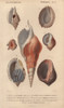 Decorative Arrangement Of Seven Shells Includingà Poster Print By ® Florilegius / Mary Evans - Item # VARMEL10940958