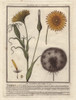 Meadow Salsify  Tragopogon Pratensis Poster Print By ® Florilegius / Mary Evans - Item # VARMEL10935817