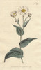 Plantain-Leaved Crowfoot With White Flowersà Poster Print By ® Florilegius / Mary Evans - Item # VARMEL10934875