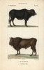 Water Buffalo  Bubalus Bubalis  And Extinctà Poster Print By ® Florilegius / Mary Evans - Item # VARMEL10939009