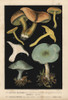 Sulphur Knight Or Gas Agaric  Tricholoma Sulphureumà Poster Print By ® Florilegius / Mary Evans - Item # VARMEL10939297