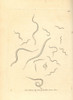 Eel Vibrio  Vibrio Anguillula Poster Print By ® Florilegius / Mary Evans - Item # VARMEL10940647