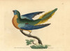Turquoise Parrot  Neophema Pulchella Poster Print By ® Florilegius / Mary Evans - Item # VARMEL10940543