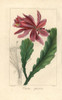Orchid Cactus  Disocactus Speciosus Poster Print By ® Florilegius / Mary Evans - Item # VARMEL10934653