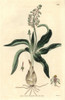 Hyacinth-Like Ledebouria  Ledebouria Hyacinthina Poster Print By ® Florilegius / Mary Evans - Item # VARMEL10934983